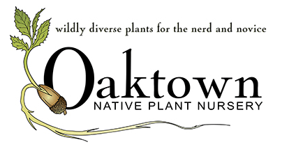 Screen Shot 2017-11-26 at 5.45.34 PM